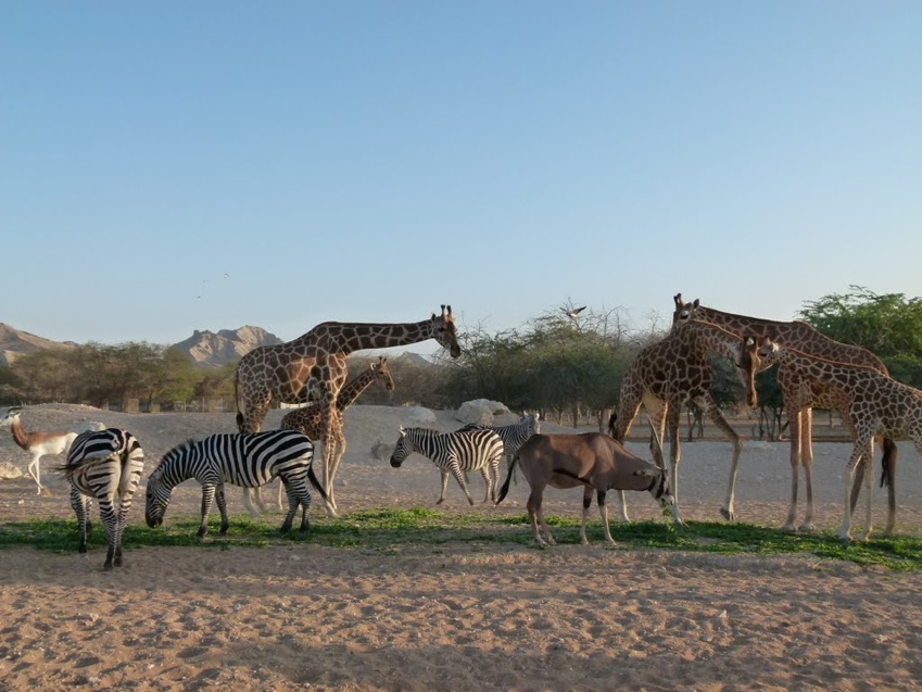 rencontre dubai